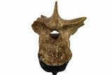 Pachycephalosaur Dorsal Vertebra - South Dakota #113637-7